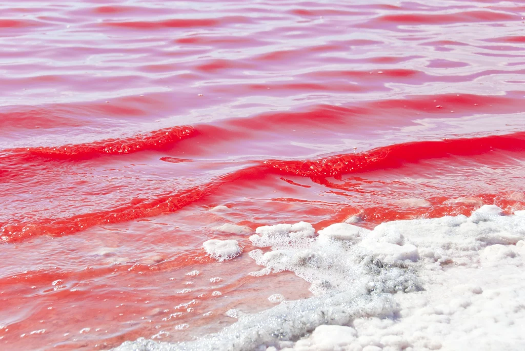 Pink Lake w Australii 