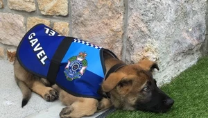 Policyjny pies zwolniony z pracy za bycie… zbyt przyjacielskim!