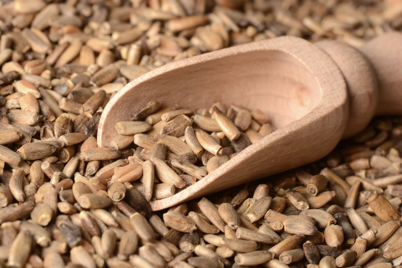 Ostropest plamisty to lek z naturalnej apteczki i zdrowy dodatek do dań