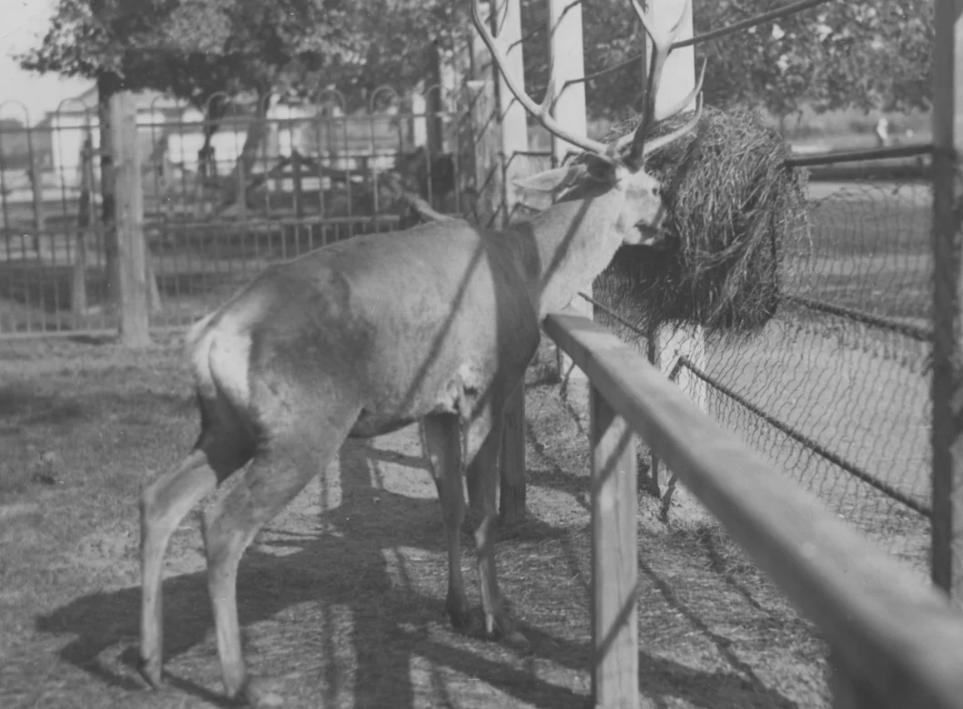 Jeleń podarowany warszawskiemu zoo przez Prezydenta RP Ignacego Mościckiego.