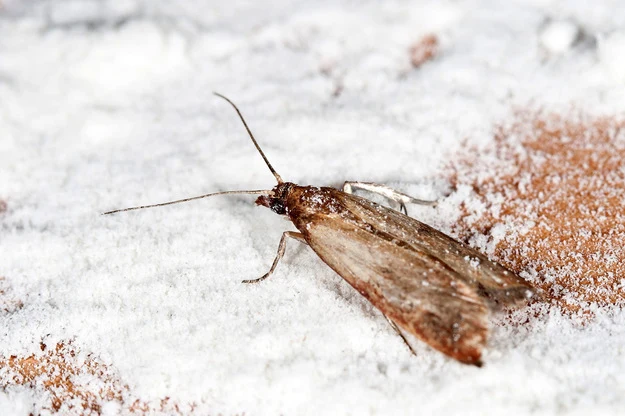 Mole spożywcze ukrywają się nie tylko w sypkich pokarmach, ale i w książkach. 