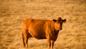 Dla 7 proc. dorosłych Amerykanów brązowe krowy są źródłem czekoladowego mleka