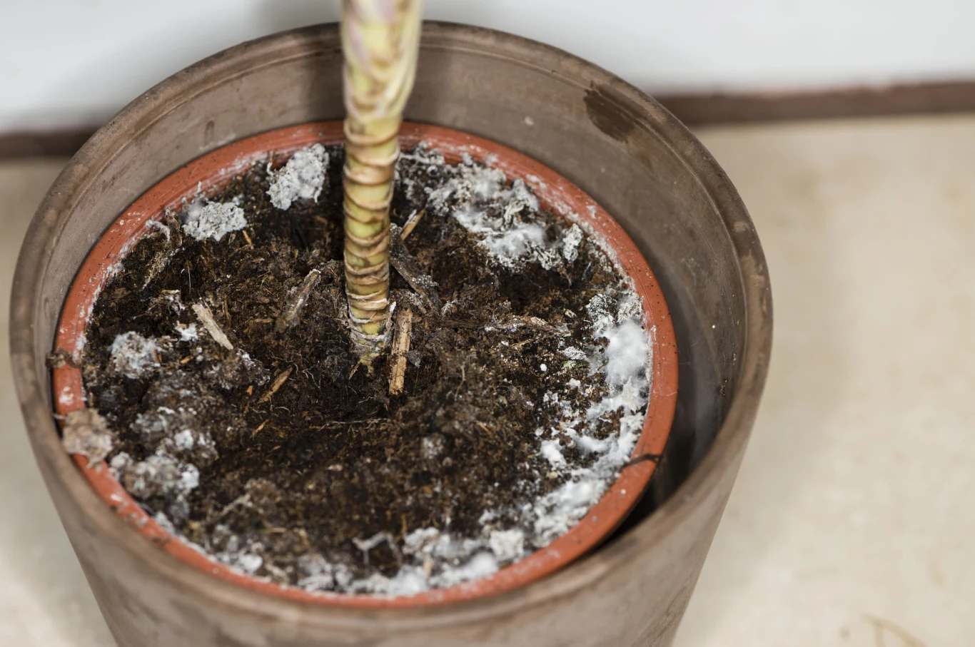 By zwalczyć nalot pleśni, warto posypać ziemię odrobiną cynamonu