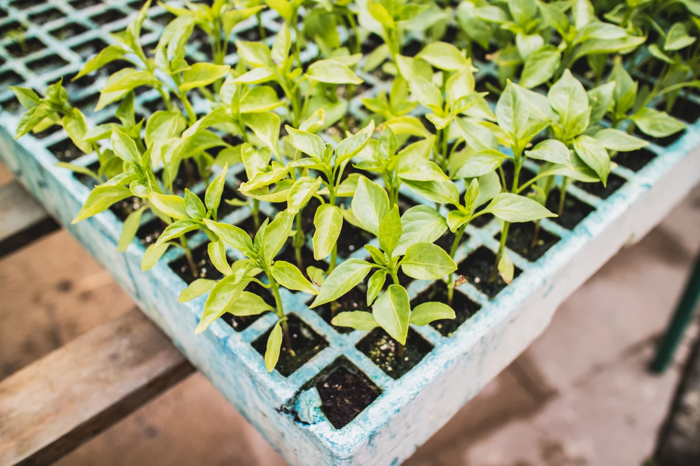 Cynamon wspomoże wzrost i rozwój sadzonek