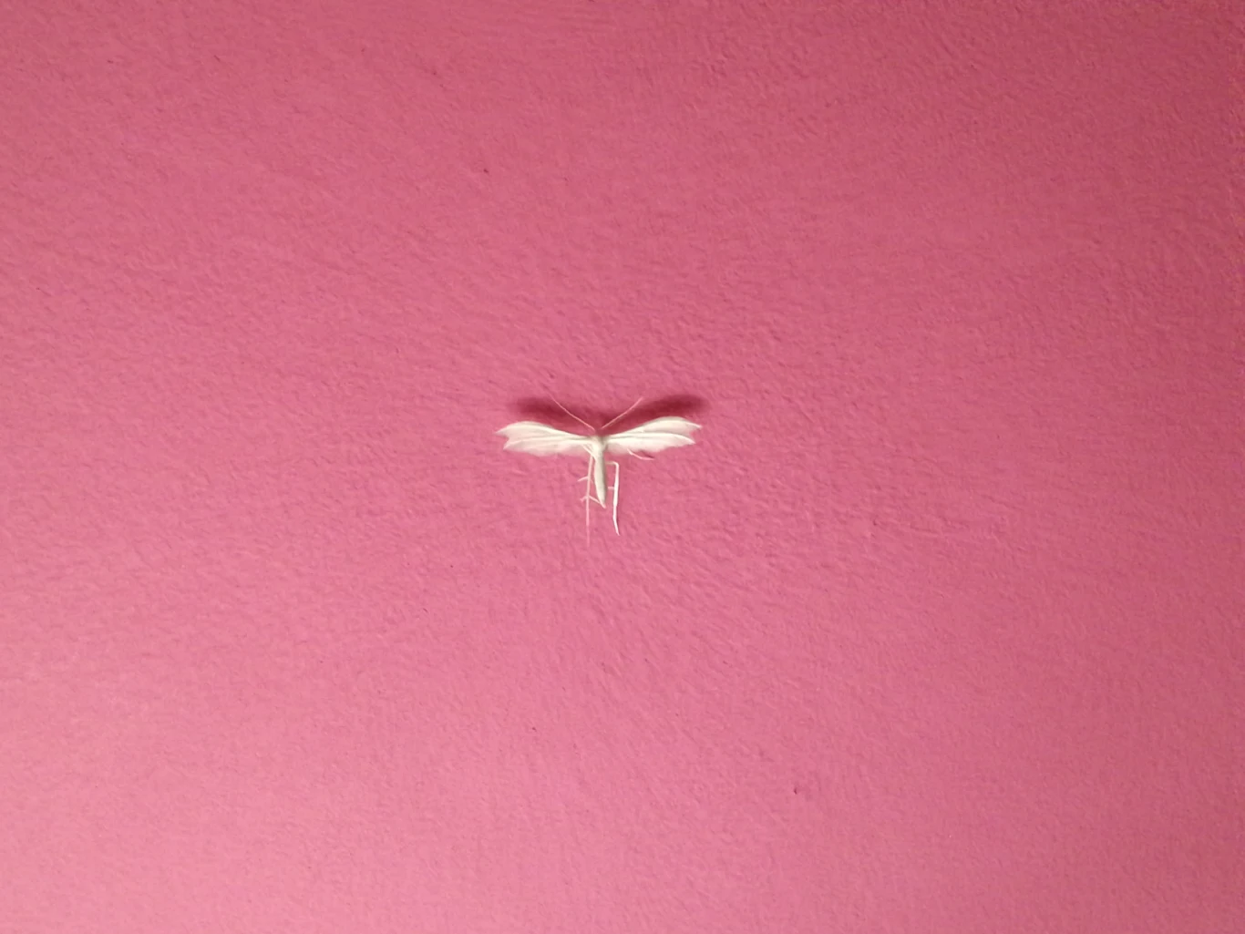 Zdjęcie zrobione telefonem Honor 8 Pro