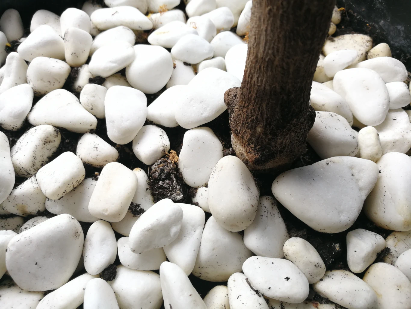 Zdjęcie zrobione telefonem Honor 8 Pro