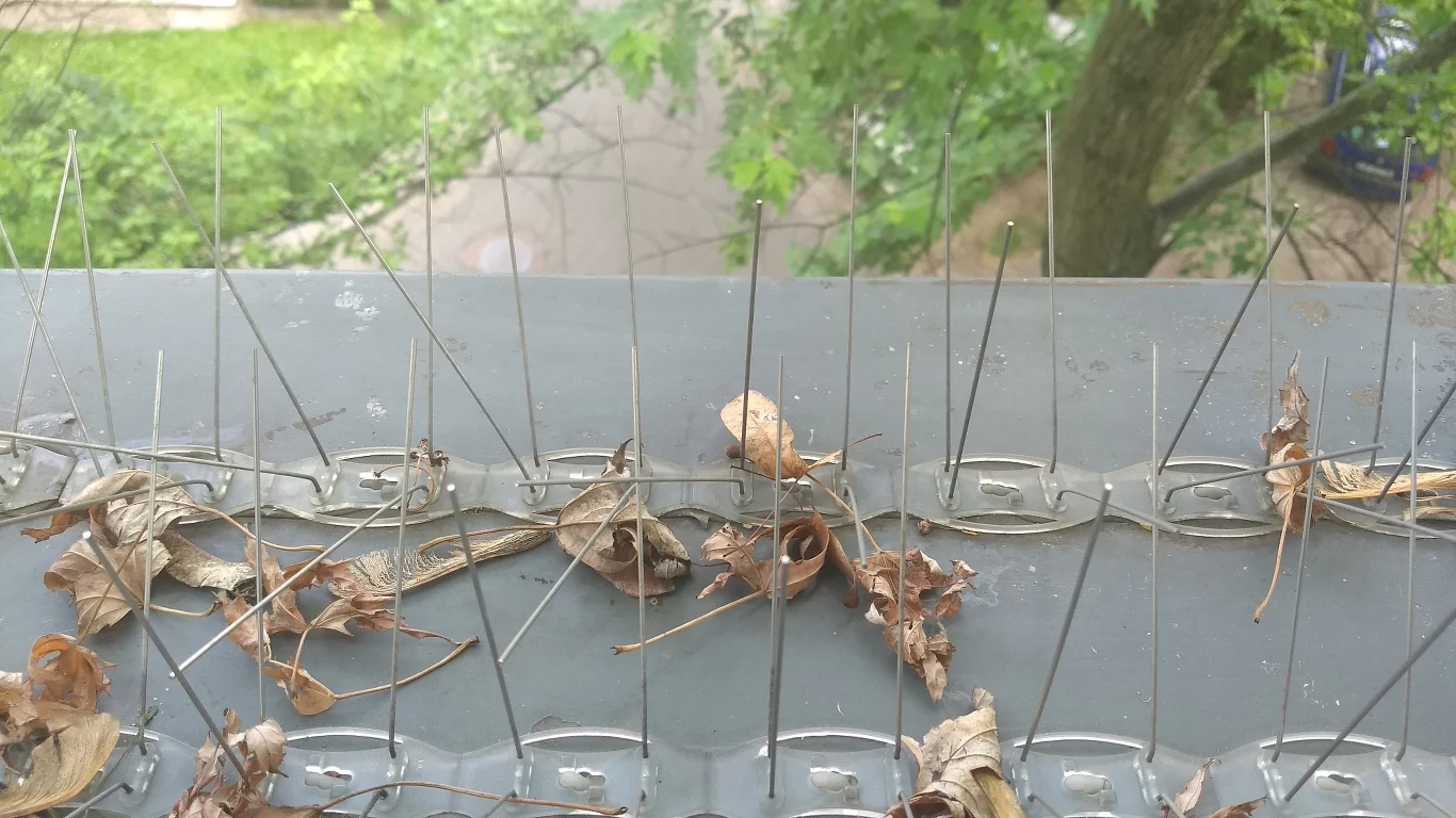 Fotografia wykonana smartfonem Motorola Moto G5 Plus Fotografia wykonana smartfonem Motorola Moto G5 Plus