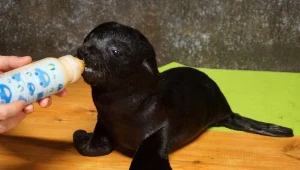 Jeden z kotików urodzonych we wrocławskim ogrodzie zoologicznym