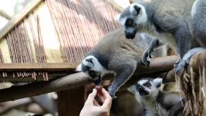 Zdjęcie ilustracyjne