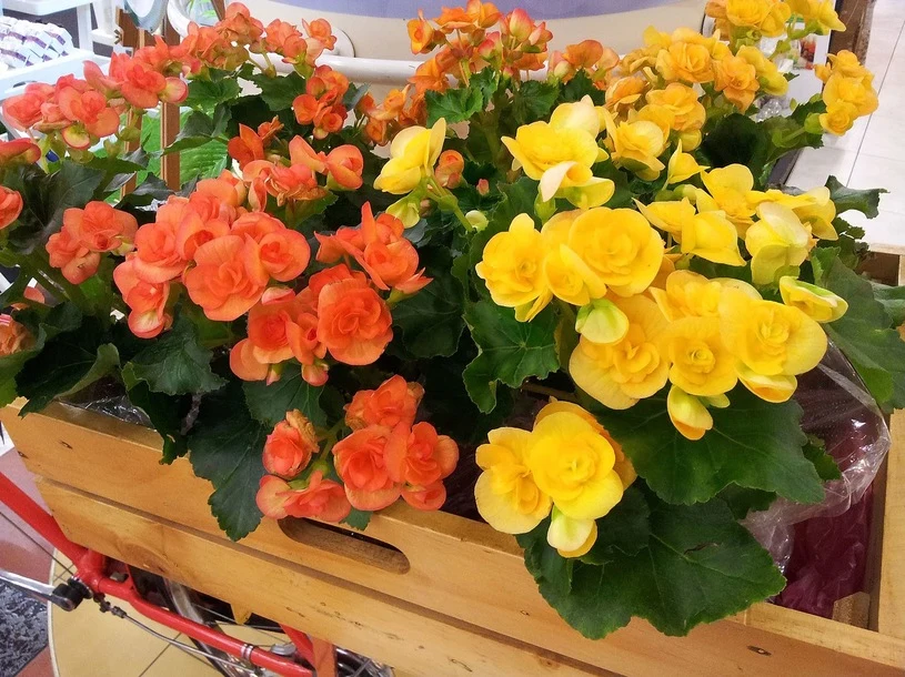 Dzięki domowej odżywce begonie będą kwitły przez długi czas