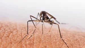 WHO bije na alarm. Chikungunya grozi globalną epidemią