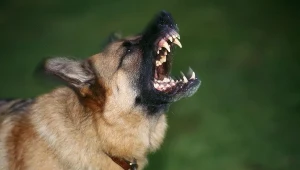 Zdjęcie ilustracyjne