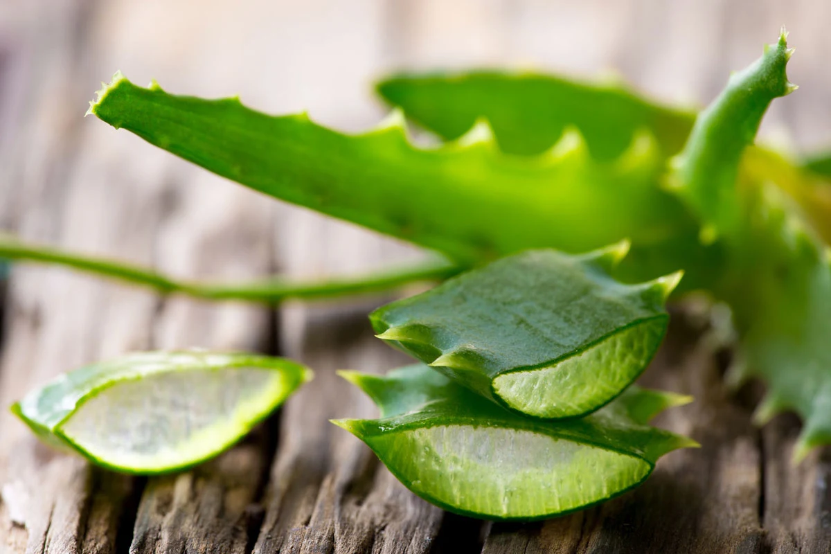 Aloes stał się popularną rośliną hodowaną w domu, ponieważ nie ma wysokich wymagań w uprawie
Aloes stał się popularną rośliną hodowaną w domu, ponieważ nie ma wysokich wymagań w uprawie