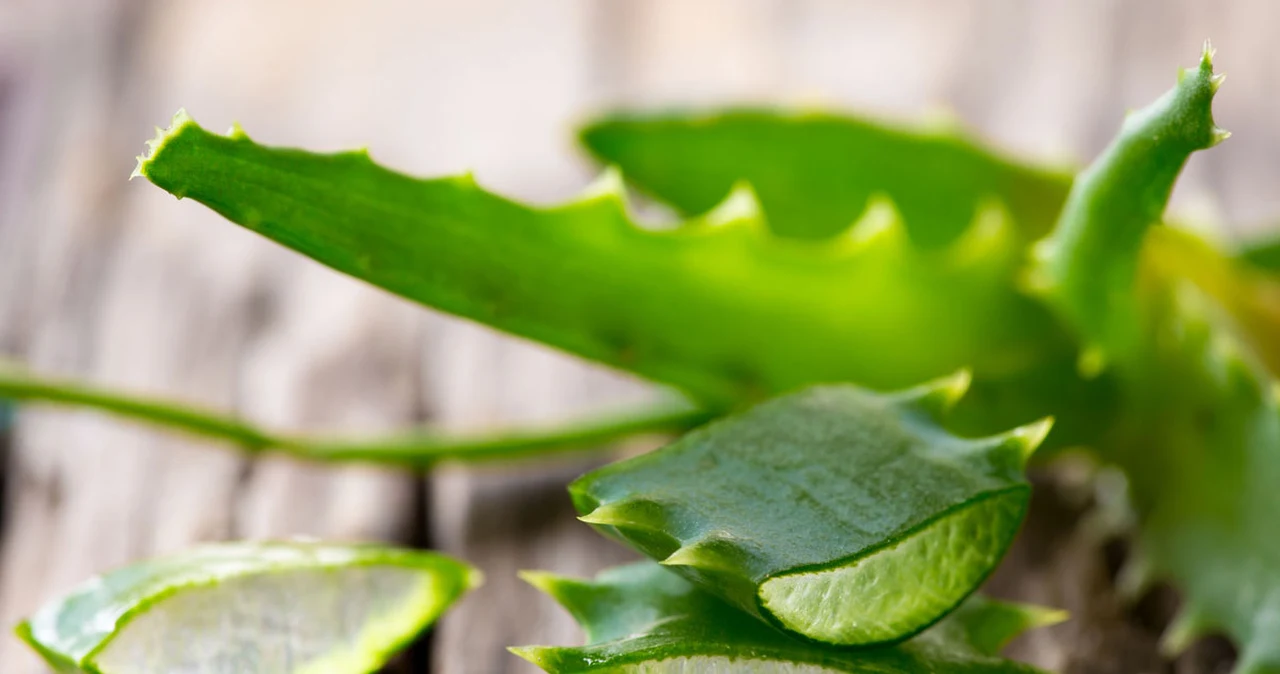 aloe vera lagerung Aloe Vera Blätter kaufen main image 1