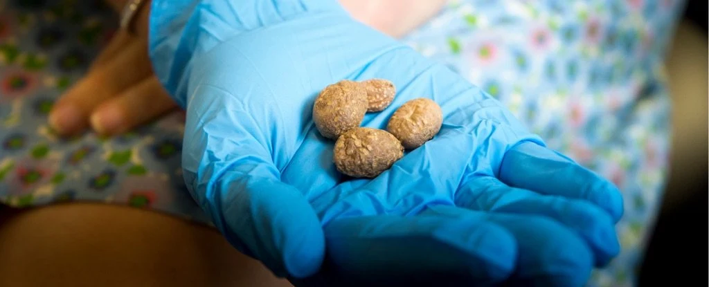 Indianie jedli ziemniaki już 10 900 lat temu /Fot. Uniwersytet w Utah Indianie jedli ziemniaki już 10 900 lat temu /Fot. Uniwersytet w Utah