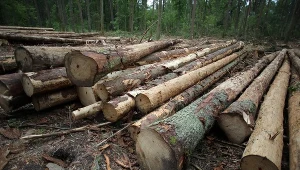 ​Dwie osoby z zarzutami za wycięcie lasu w Łebie