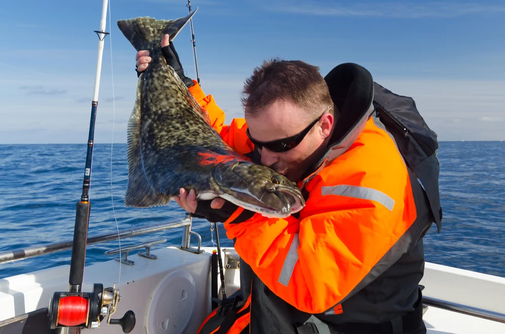 Naprawdę świeży halibut, to taki, którego wyciąga się z wody, nie z lodu