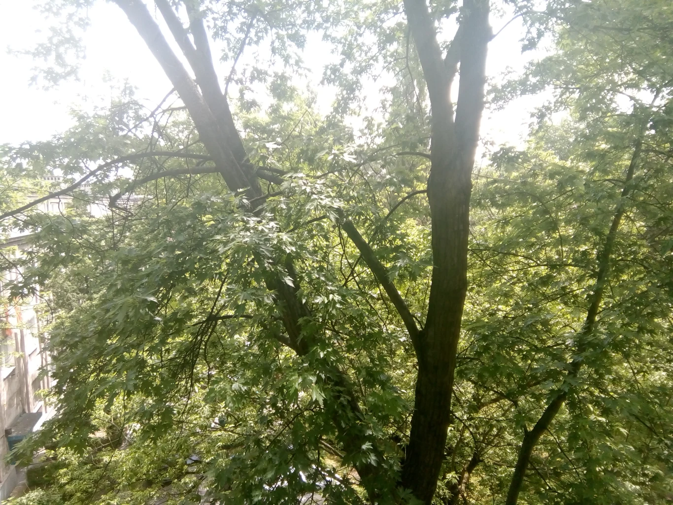 Zdjęcie wykonane telefonem Nokia 3