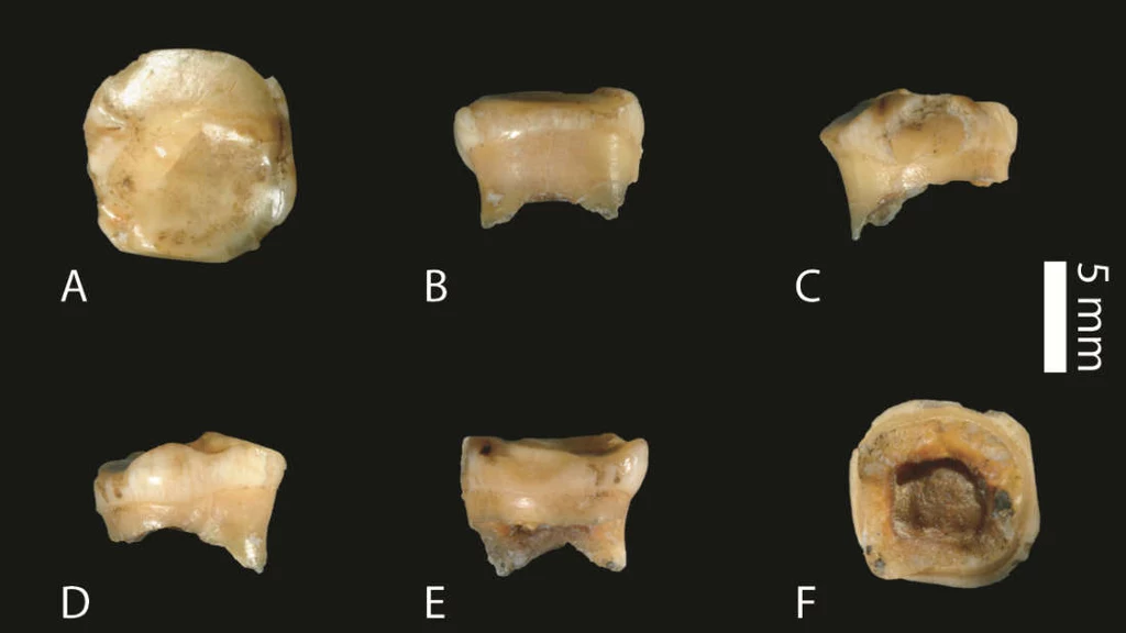To najstarszy znany nam ząb należący do gatunku denisowian