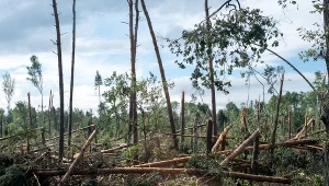 Zniszczenia po trąbie powietrznej na terenie  trzech leśnictw - Szymocice, Nędza i Solarnia