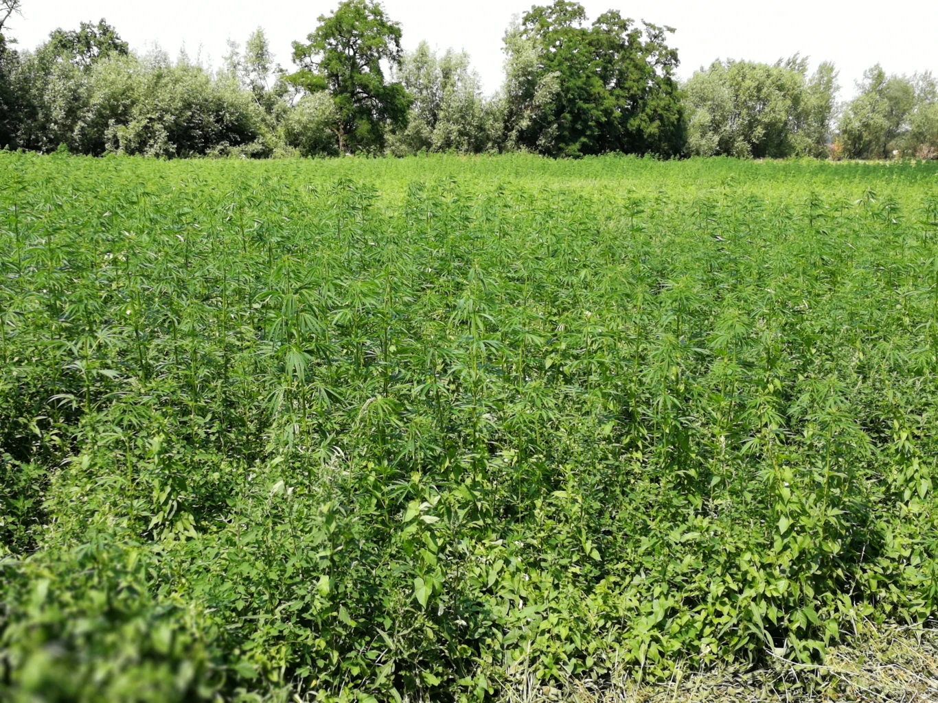 Zdjęcie wykonane telefonem Honor 9 Zdjęcie wykonane telefonem Honor 9