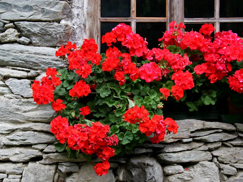 Pelargonie