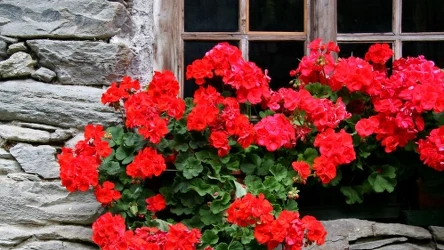 Pelargonie będą dłużej kwitły dzięki odżywce z czosnku.