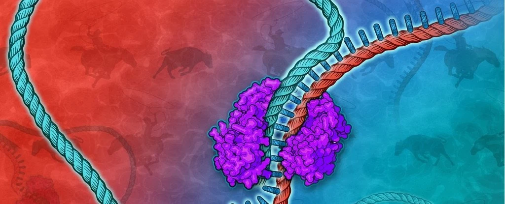 Technika LASSO jest w stanie pochwycić fragmenty DNA zawierające całe białka