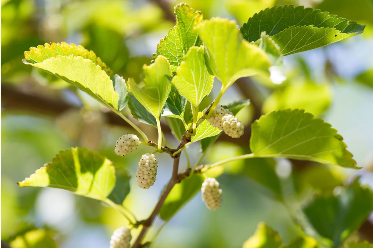 Morwa biała ma wiele cennych właściwości