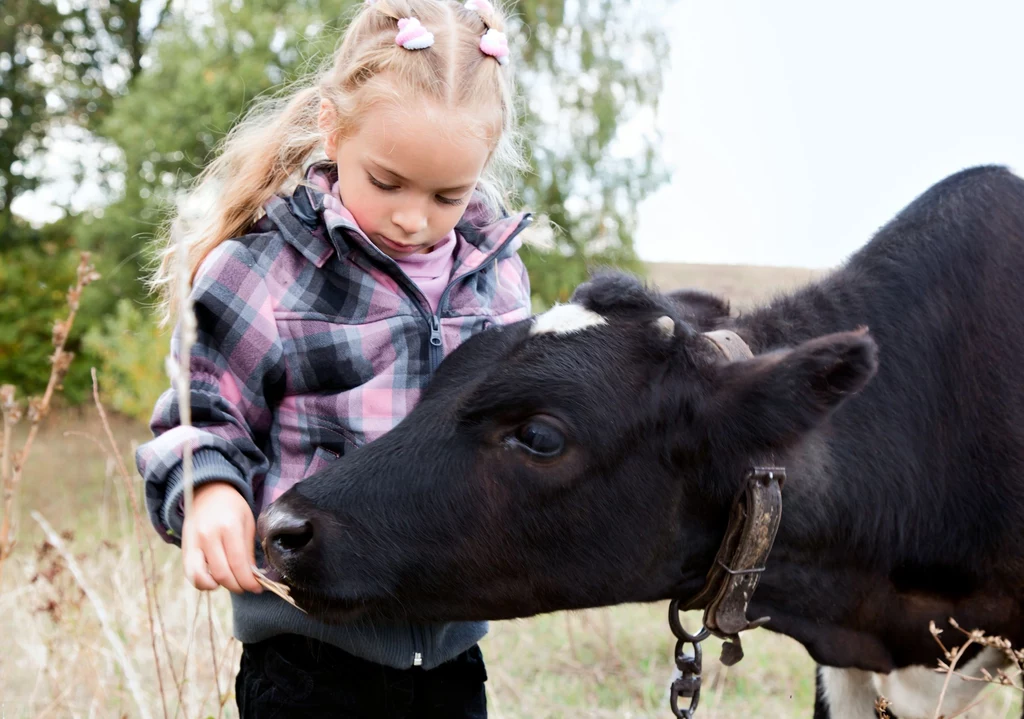 Alergie i astma w najmniejszym stopniu dotyczą osób, które wychowywały się na farmach, gdzie hoduje się zwierzęta, na przykład krowy.