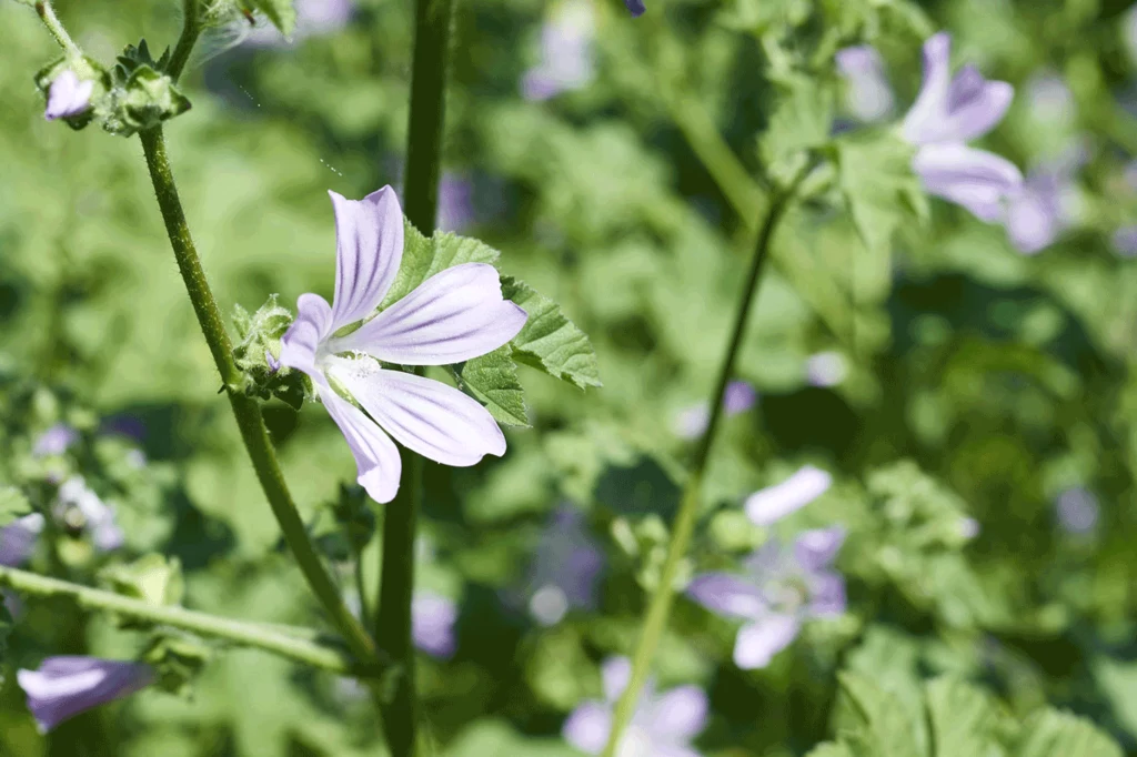 Malva silvestris to zioło znane od czasów rzymskich