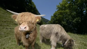 Królewska wołowina z rasy Highland Cattle