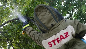 Zdjęcie ilustracyjne 