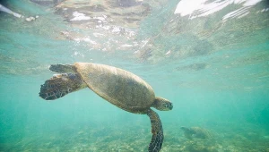 Żółw morski; zdj. ilustracyjne