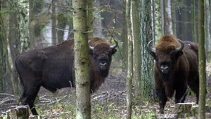 Białowieża: W krainie żubrów