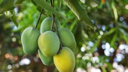 ​Masz ciągłą ochotę na słodycze? Zamiast po czekoladę, sięgnij po ten owoc