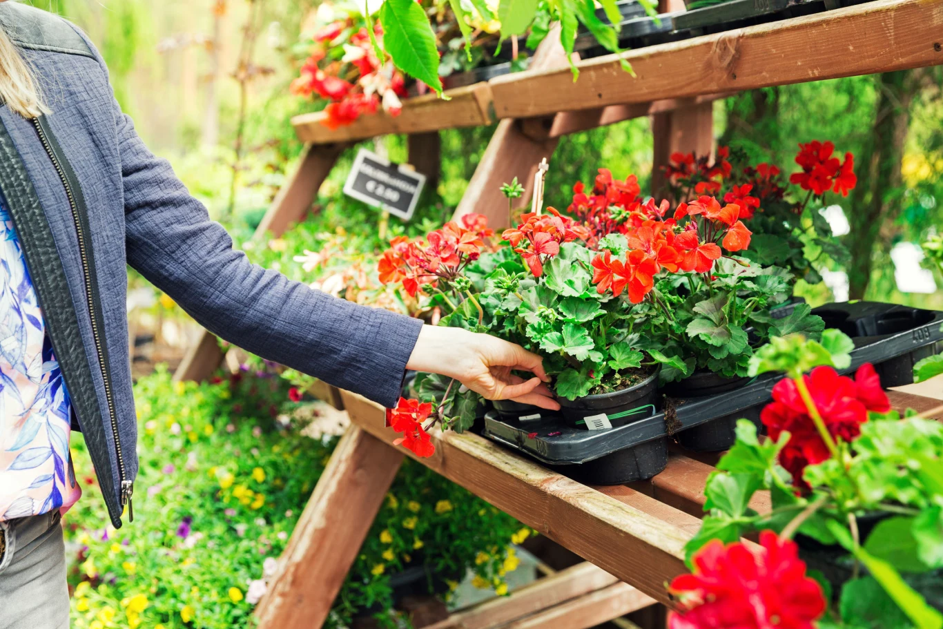 Pachnąca pelargonia odstrasza komary