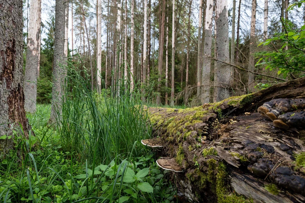 Puszcza Białowieska Puszcza Białowieska