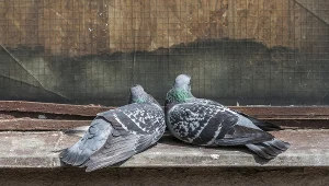 Obrzeżki przenoszą najczęściej gołębie 