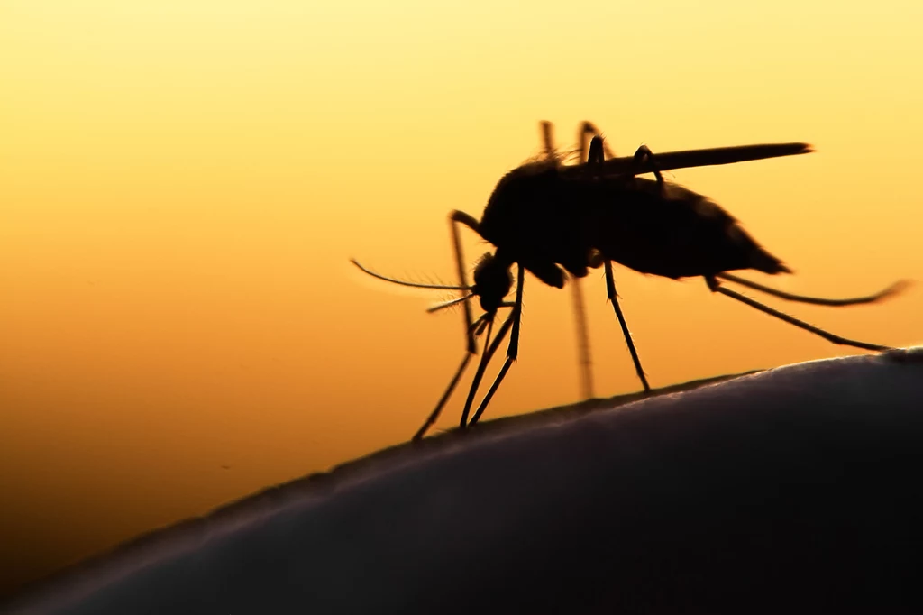 Komary potrafią zawisać w powietrzu