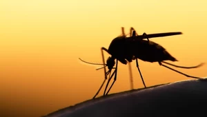Komary roznoszące tropikalne choroby coraz częściej występują w Europie