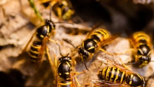 Czy w Polsce jest plaga os?