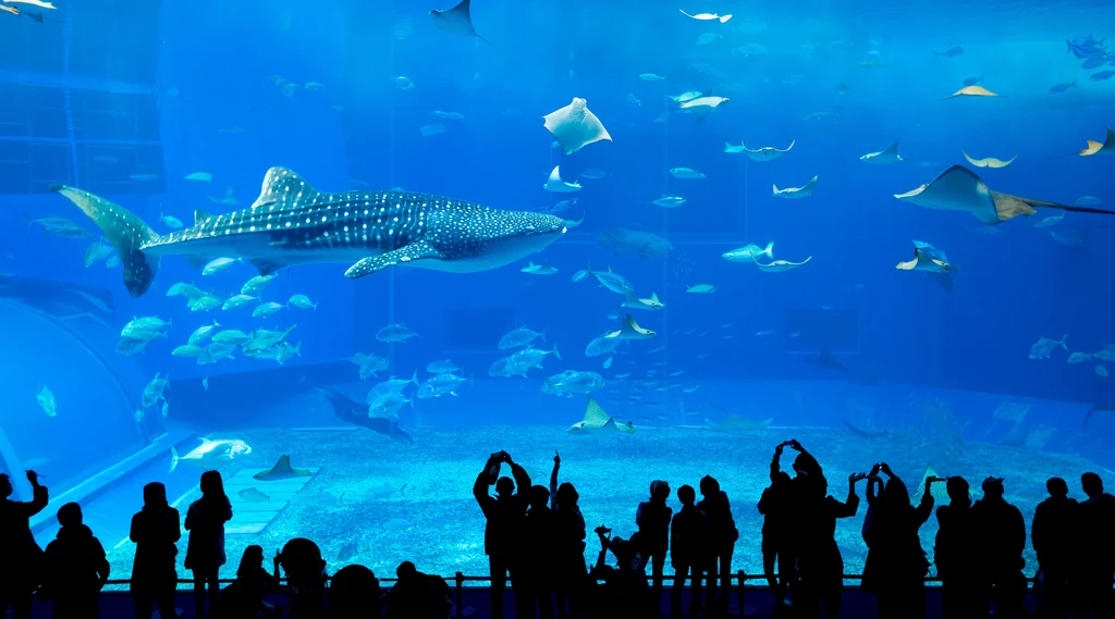 Wielu twierdzi, że Churaumi Suizokukan to najlepsze akwarium w całej Japonii. Na pewno jest najważniejszą atrakcją parku Ocean Expo leżącego na północnym krańcu wyspy