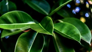 Popularne rośliny, które chętnie pielęgnujemy w domach, mogą być przyczyną wielu dolegliwości. Sprawdź, o jakie okazy chodzi