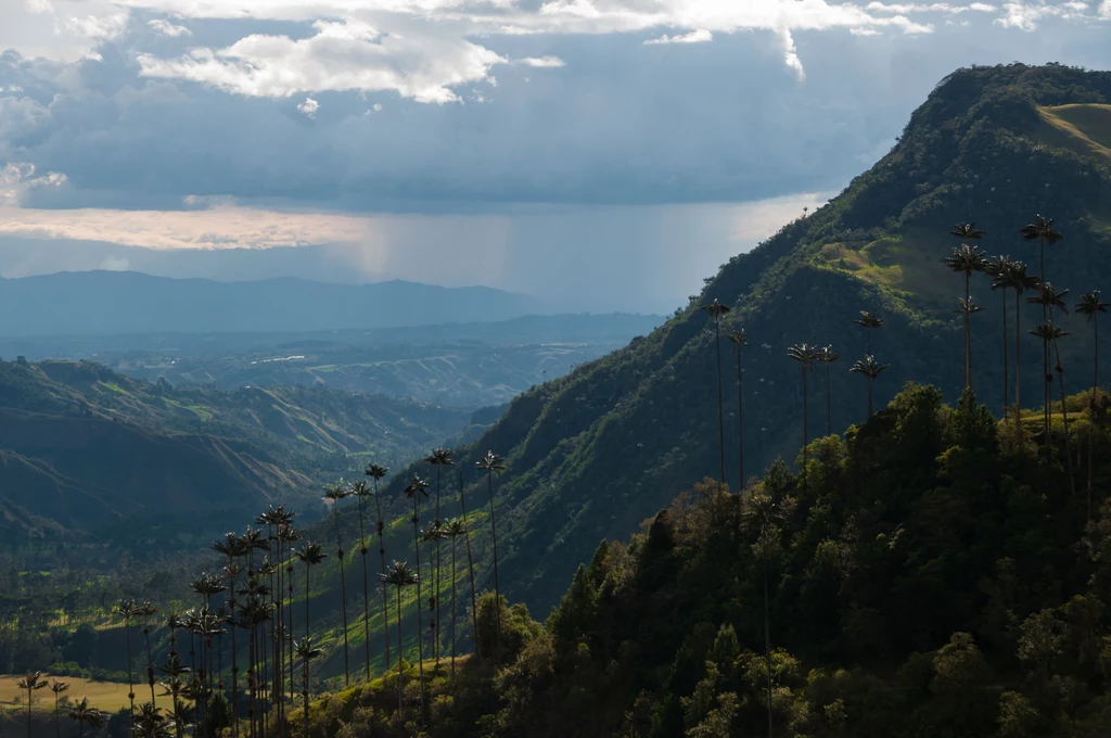 Słynne palmy w Valle de Cocora