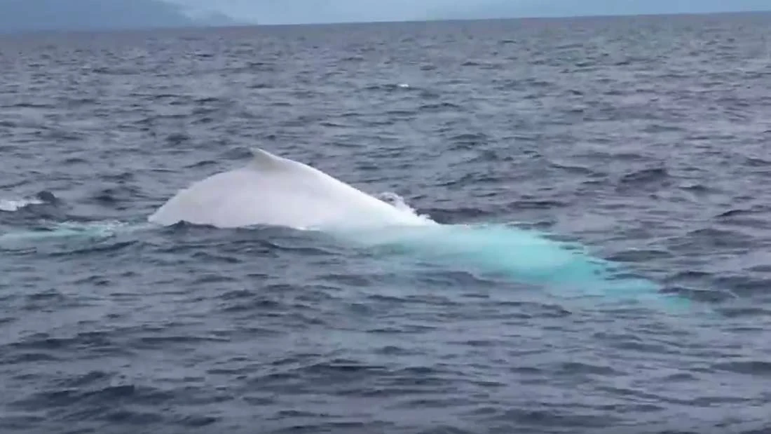 Migaloo w pełnej krasie Migaloo w pełnej krasie