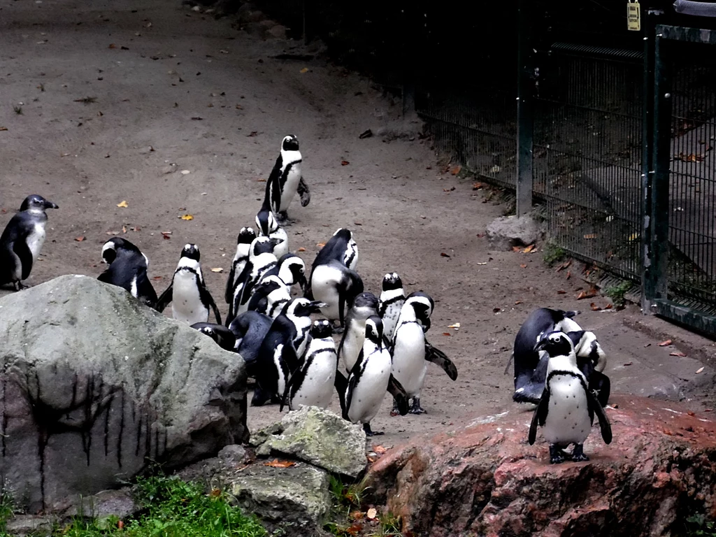 Pingwiny z gdańskiego zoo