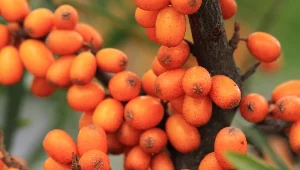 Ma 18 razy więcej witaminy C, niż cytryna. Teraz możesz posadzić go w swoim ogrodzie