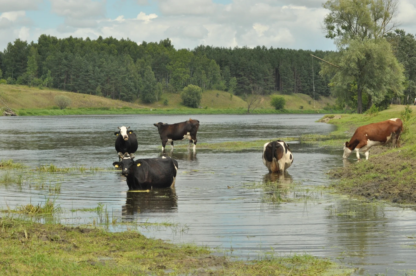 Pojenie krów nad Bugiem Pojenie krów nad Bugiem