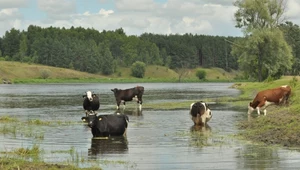 Cisza, spokój i malownicze krajobrazy nad Bugiem